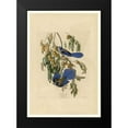 thumbnail image 2 of Audubon, John James 18x24 Black Modern Framed Museum Art Print Titled - Florida Jay, 2 of 5