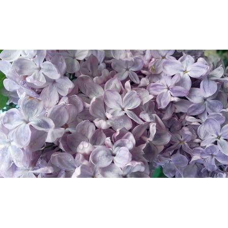 Canvas Print Flowering Bush Lilac May Without Spring Stretched Canvas 10 x (Best Way To Trim Lilac Bushes)
