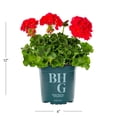 thumbnail image 4 of Better Homes & Gardens 2QT Red Geranium Live Annual Plant Sun 3-Pack, 4 of 7