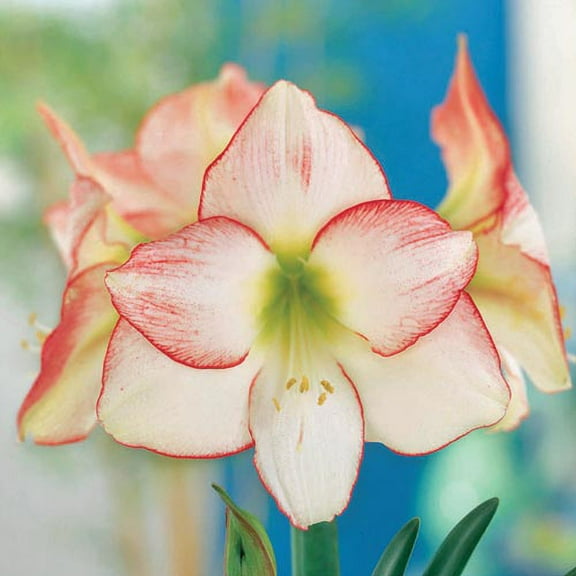 Amaryllis Grow Kit - Pre Potted Amaryllis Bulb in Gift Box - Live Plant Christmas Present (White with Red Tips)