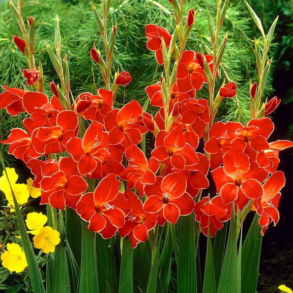 Atom Hardy Gladiolus Flower Bulbs - 10 Gladioli Bulbs per Pack - Attracts Butterflies and Hummingbirds - Deer Resistant - Good as Cut Flowers - Grows Well In Containers - Perennializing