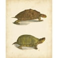 thumbnail image 3 of Hill, J.W. 12x14 Black Modern Framed Museum Art Print Titled - Turtle Duo IV, 3 of 5