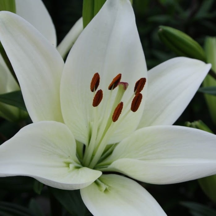 Better Homes & Gardens Quart Multicolor Assorted Asiatic Lily Perennial Outdoor Live Plants Full Sun