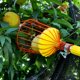 thumbnail image 4 of Recolector de frutas, herramienta de recolección de frutas de 5.5 pies con poste de conexión de acero inoxidable, equipo de recolección de frutas para obtener frutas, limones, manzanas, guay, 4 of 5