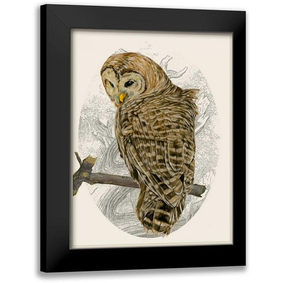 Wang, Melissa 12x14 Black Modern Framed Museum Art Print Titled - Barred Owl II