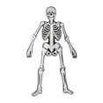 thumbnail image 1 of Figura Esqueleto Padi Para Armar La Huesudita Día De Muertos 6 Piezas, 1 of 3