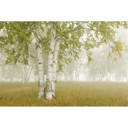 Birch Trees In The Fog - Thunder Bay - Ontario - Canada Poster Print - 19 x 13