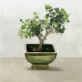 thumbnail image 3 of Jensen, Asia 20x20 Black Modern Framed Museum Art Print Titled - Bonsai Tree I, 3 of 5