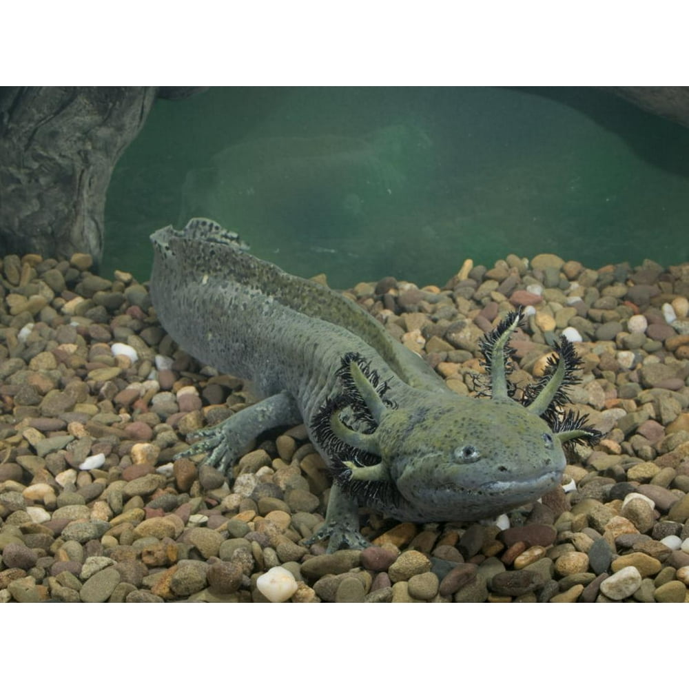 Mexican Axolotl, Ambystoma Mexicanum, a Neotenic Tiger Salamander