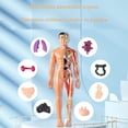 thumbnail image 4 of Human Body Skeleton Model Kits Study Tools Teaching Removable Assembly 3D, 4 of 8