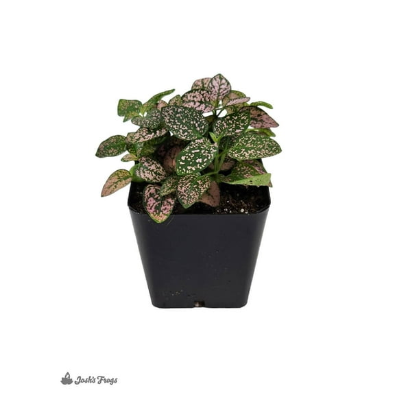 Josh's Frogs Hypoestes phyllostachya 'Pink Splash'