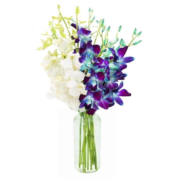 KaBloom : 5 Blue Dendrobium Orchids, 5 White Dendrobium Orchids with Vase, Next-Day Delivery.