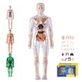 thumbnail image 2 of Transparent Human Body Torso Model with Removable Organs - 29 Piece 3D Anatomy Learning Kit with Skeleton Structure and Instructions, 2 of 9
