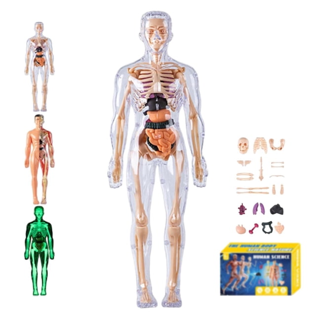 Jkkant 3D Human Body Model for Kids, 29 Piece Torso Anatomy Kit with Removable Organs & Skeleton, STEM Science Learning Toy, Ages 8+