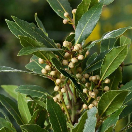Set 2 Laurus Nobilis Bay Leaf Trees Live Plants, 5 to 7 Inc Tall Bay Laurel Sweet Bay Live Plant for Planting, Fragrant Bayleaf Tree, No Pot, Well-Rooted Plant Live
