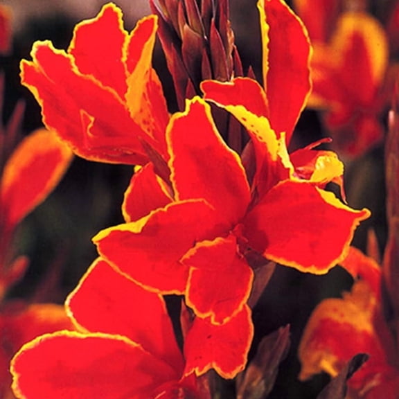 Rosemond Cole Canna Flower Bulbs - 3 Bulbs Per Pack - Attracts Butterflies and Hummingbirds - Deer Resistant - Grows Well In Containers