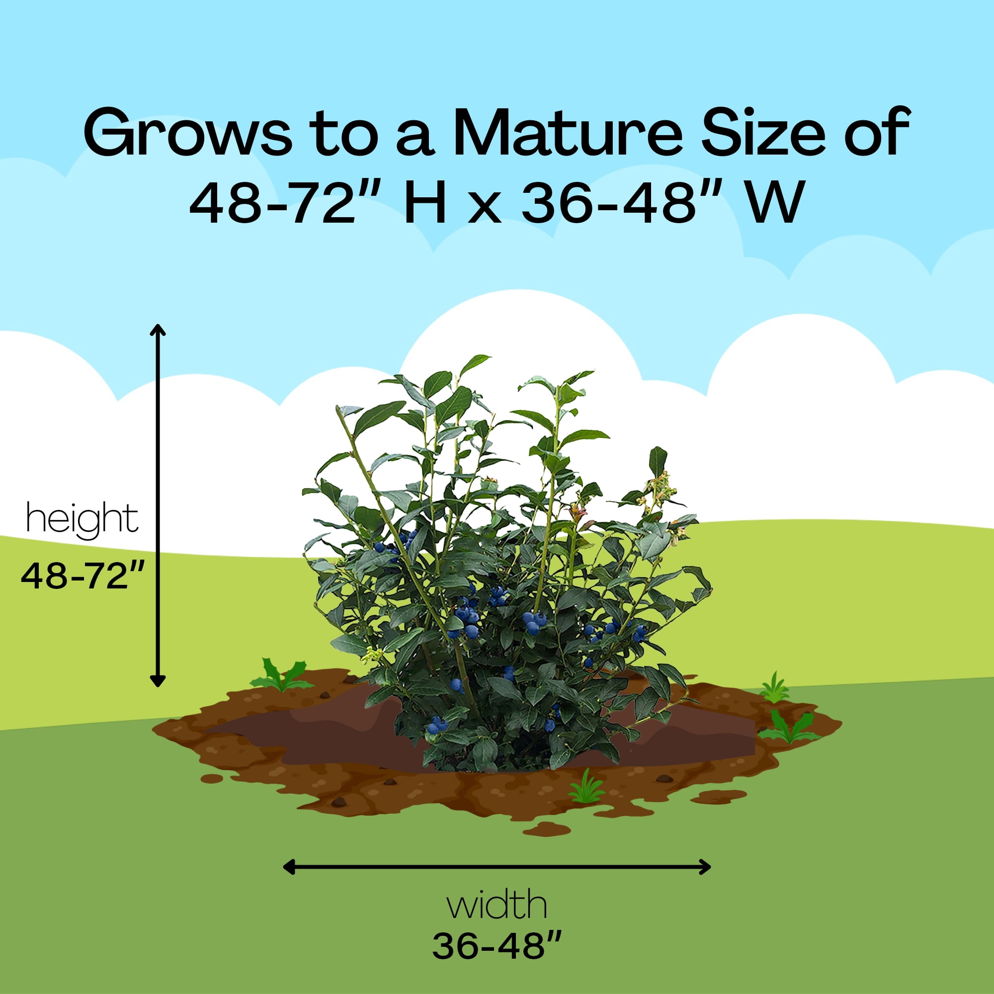 Expert Gardener Blueberry Legacy Live Shrub (1 Gallon)