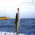 thumbnail image 4 of Aparejos de pesca, señuelo artificial para peces Popper, señuelo Popper, cebo, señuelo Popper, rendimiento inigualable Jadeshay A, 4 of 8
