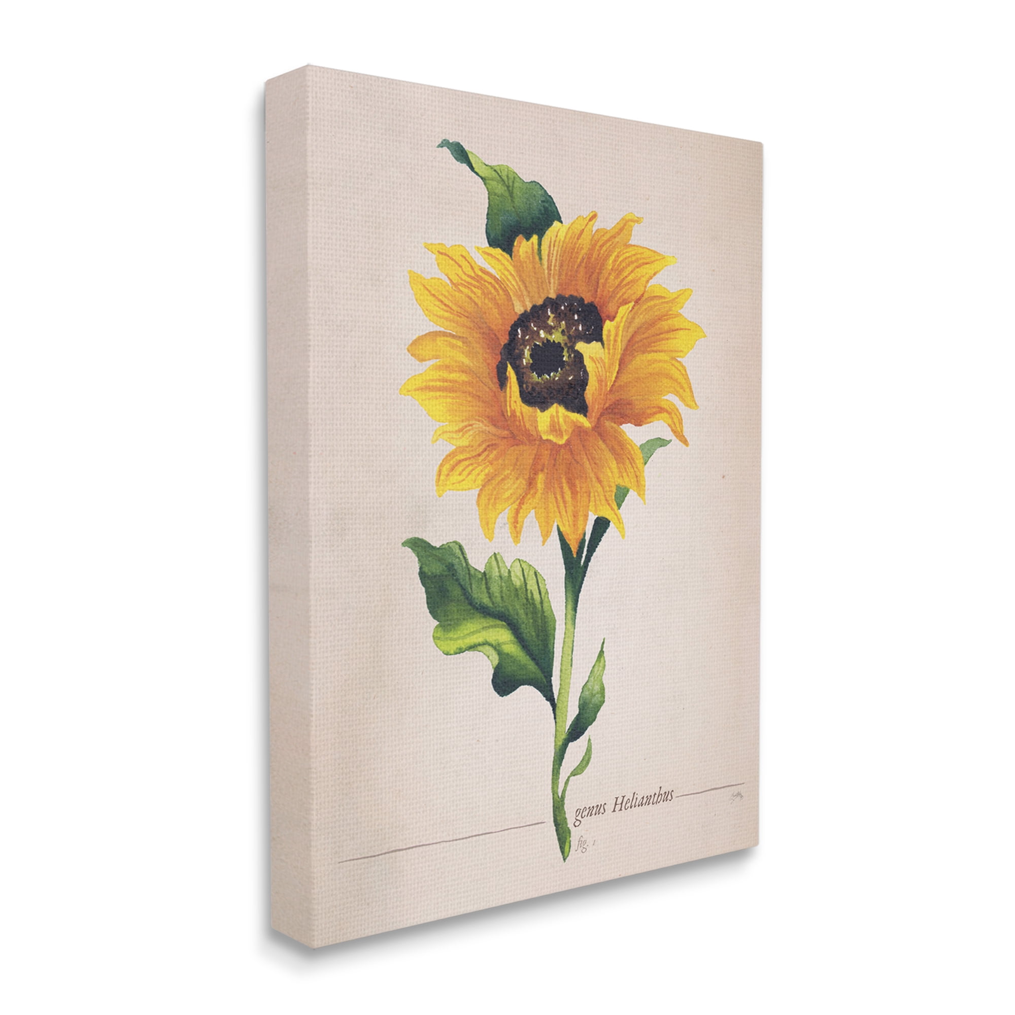 Stupell Industries Single Sunflower Blossom Genus Name Study Page Graphic Art Gallery Wrapped Canvas Print Wall Art, Design by Elizabeth Medley