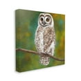 thumbnail image 3 of Detailed Wildlife Owl Bird Animals & Insects Painting Gallery Wrapped Canvas Print Wall Art, 3 of 7