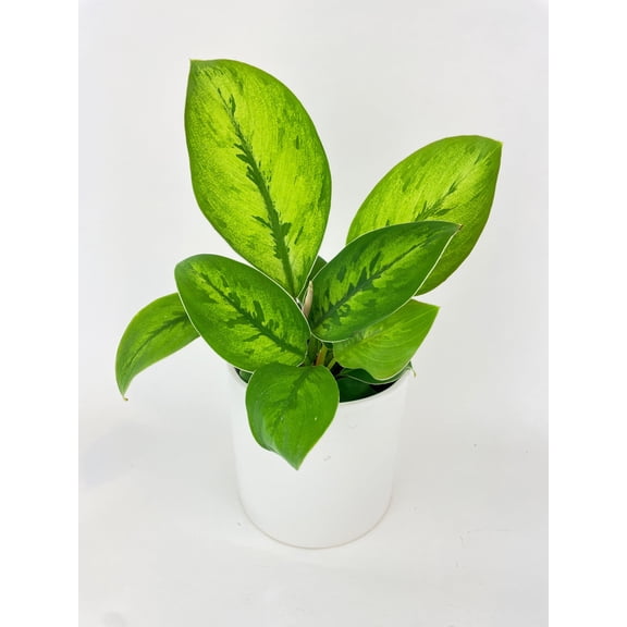 Homalomena Selby Hybrid - Live Air-Purifying Indoor Plant in Nursery Pot – Easy Care, Low Maintenance Houseplant for Home & Office Decor, Natural Air Cleaner, Best for Beginners (4"Pot)