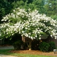thumbnail image 2 of Brighter Blooms - Natchez Crape Myrtle Tree, 1-2 ft. - No Shipping To AK, AZ, HI, OR, 2 of 4