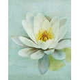 thumbnail image 2 of Melious, Amy 12x14 White Modern Wood Framed Museum Art Print Titled - Pond Lily, 2 of 4