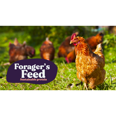 Forager's Feed Whole Dried Black Soldier Fly Larvae, Sustainable Chicken and Livestock Feed for Animal Health, 2 Lbs. Resealable Bag