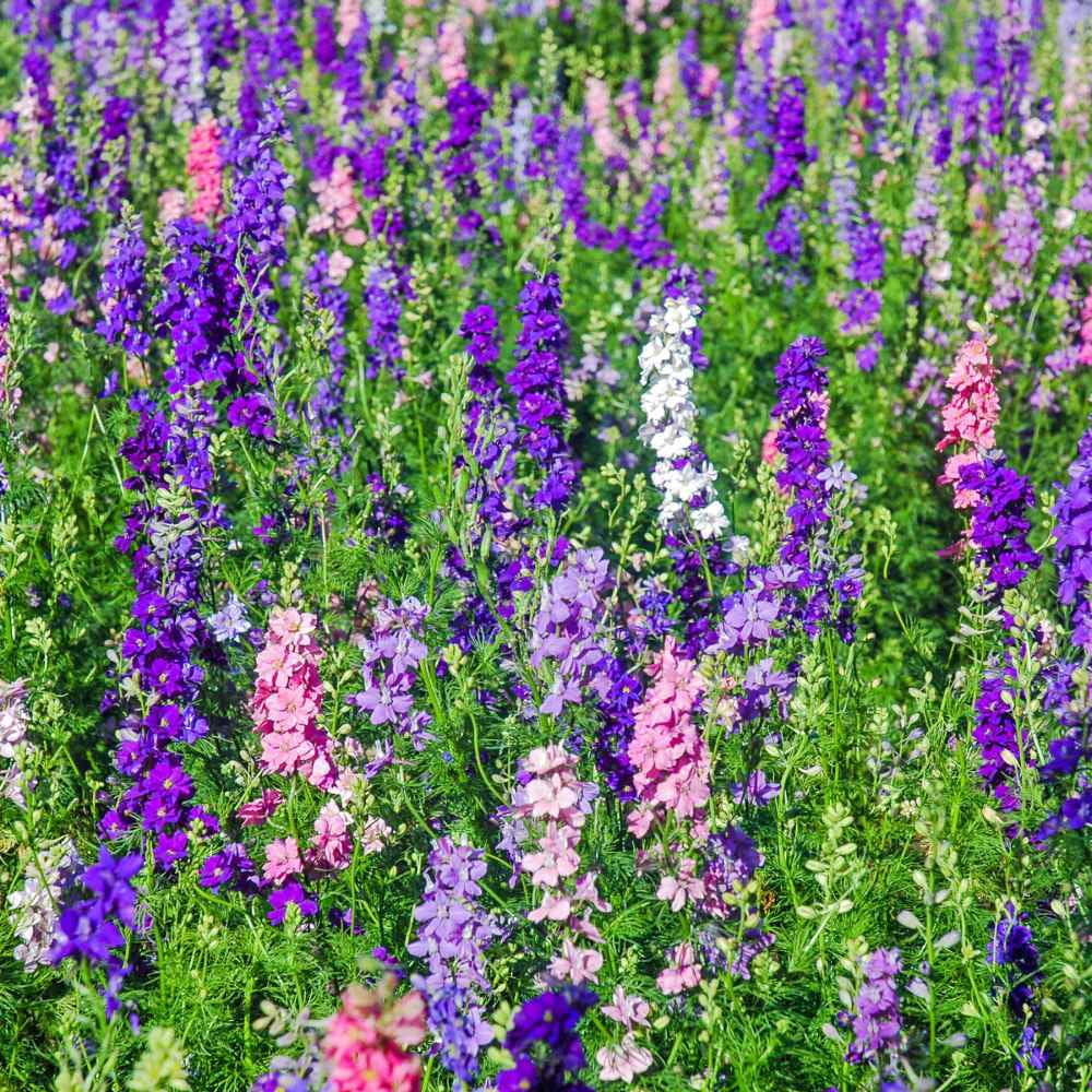 Outsidepride Larkspur Rocket Seed - 1 LB