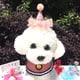 thumbnail image 1 of Tocado para perro y gato, suministros para fiestas de cumpleaños, sombrero brillante y lindo, decoración navideña, 1 of 5