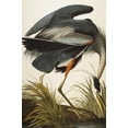 thumbnail image 2 of Art.com Great Blue Heron Giclee Print by John James Audubon, 24" x 36", 2 of 4