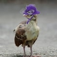 thumbnail image 3 of Chicken Hats for Hens Soft Light Fabric Adjustable Elastic Strap Feather Decorated Sun Rain Protection for Hens Rooster Parrot Poultry Daily Party, 3 of 4