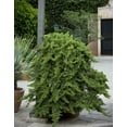 thumbnail image 2 of Juniper Procumbens Nana - 3 Live Plants - Drought Tolerant Evergreen Groundcover - Great for Bonsai, 2 of 9