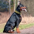 thumbnail image 6 of Minzimin Heavy Duty Dog Collar for Large Dogs,  Dog Collars with Metal Buckle & D Ring, 1.5" Width Thick Adjustable Nylon Collar for Medium Dogs, 6 of 7