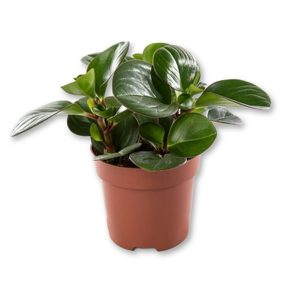 Peperomia Obtipan Green - Live Starter Plant in a 2 Inch Growers Pot - Peperomia Obtusifolia - Green Baby Rubber Plant - Elegant Indoor Houseplant