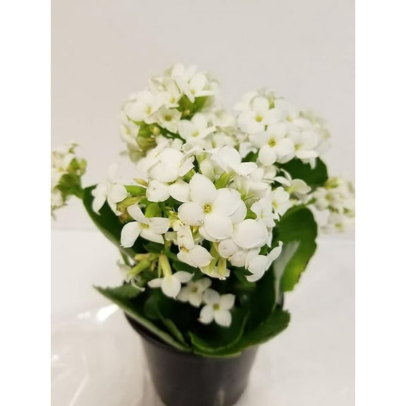 Gifts In Bloom Live White Kalanchoe 4 Inch Plant