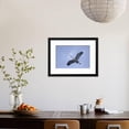 thumbnail image 4 of Great Blue Heron in Flight, Animals Framed Art Print Wall Art by Arthur Morris Sold by Art.Com, 4 of 6