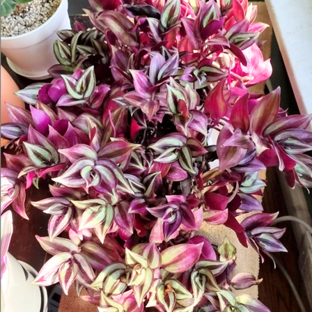 Wandering Jew, Tradescantia Zebrina, Purple Live Plant, Rare Houseplant in 2" Pot