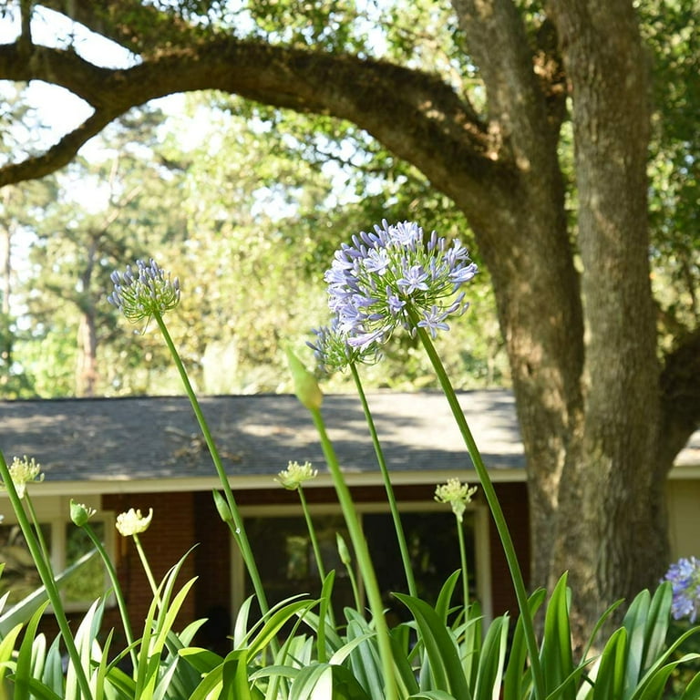 Agapanthus Lily Of The Nile