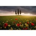 thumbnail image 3 of Rericha, Daniel 24x17 Black Modern Framed Museum Art Print Titled - Blooming Tuscany, 3 of 5