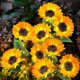 thumbnail image 1 of Solar Lights Outdoor Garden Decor - Upgraded 3 Pack Solar Garden Lights with 9 Sunflower Lights, Waterproof Solar Outdoor Lights Auto ON/Off Solar Dec, 1 of 4