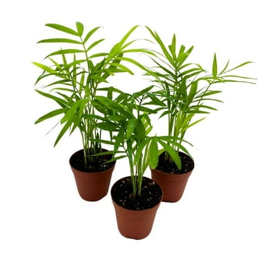 Neanthe Bella Palm 2 inch Set of 3 Chamaedorea elegans Bamboo Parlour Palm Tiny Mini Pixie Plants