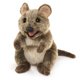 thumbnail image 1 of Marioneta de mano Folkmanis Quokka, 1 of 2