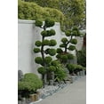 thumbnail image 6 of San Jose Juniper  3 Live Gallon Size Plants  Juniperus Chinensis  Bonsai Drought Tolerant Cold Hardy Evergreen Groundcover, 6 of 7