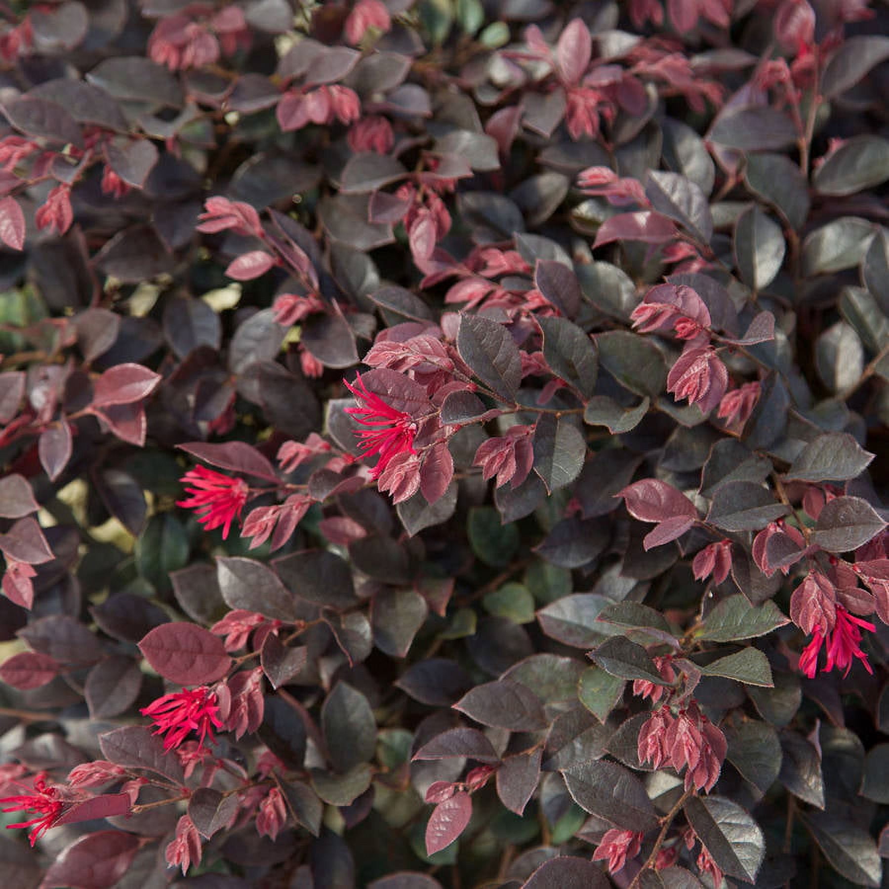 Southern Living Purple Daydream Dwarf Loropetalum Live Shrub in 3-Gallon Grower Pot