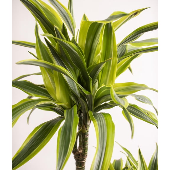 RedCrocus Dracaena 'Lemon Lime' (Dracaena fragrans) Live Indoor Plant, Variegated Green & Chartreuse Foliage, Easy-Care Corn Plant for Bright Indirect to Medium Light  4" Pot