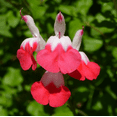 thumbnail image 2 of Pack of 3 Hot Lips Salvia Live Starter Plants, Colorful Perennial Flowering Herb for Gardens, 3 to 6 Inch Tall, No Ship Pot, 2 of 9