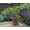 1 Plant, variant on Goji Berry Plant - Live Starter Plant in a 2 Inch Growers Pot - Lycium Barbarum - Fruit Plants for Your Patio or Edible Garden