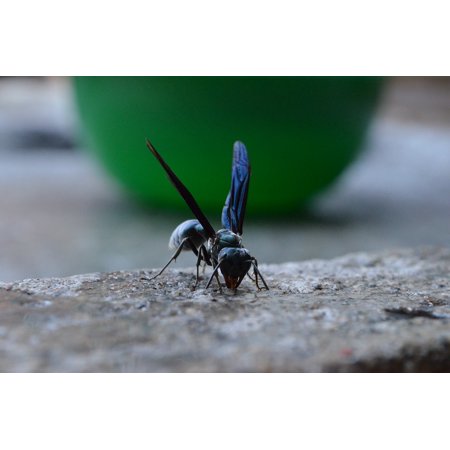 Animal Print Tweezer - LAMINATED POSTER Bee Wasp Wings Tweezers Animal Poster Print 24 x 36