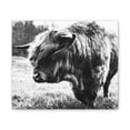 thumbnail image 2 of HIghland Bull Canvas Stretched, 0.75", 2 of 4